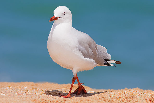 Silver Gull