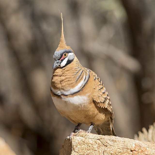 Spinifex Pigeon