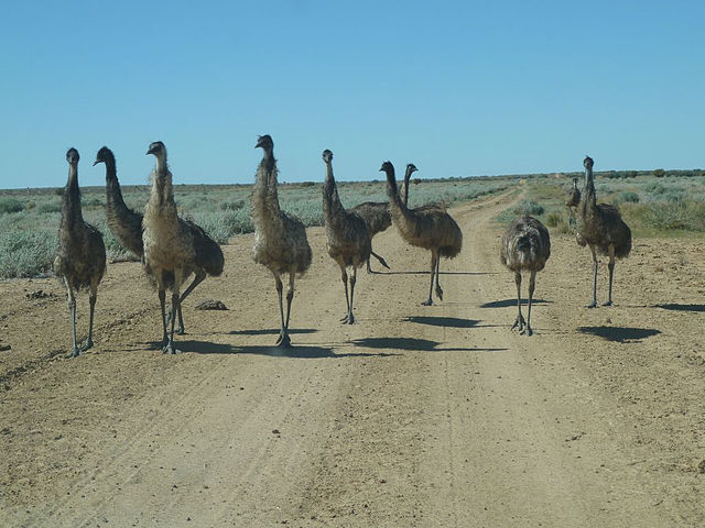 Emu in simpson desert