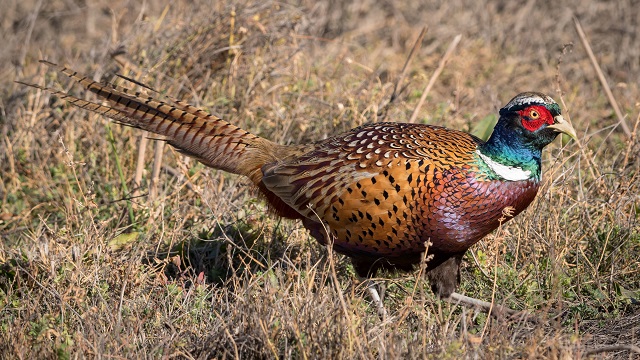 Wildlife Safari India: Bronze-winged Pheasant