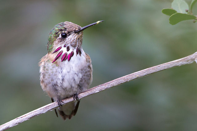 Calliope Hummingbird