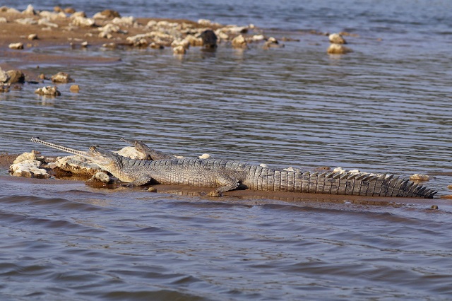 Wildlife Safari India: Gharial