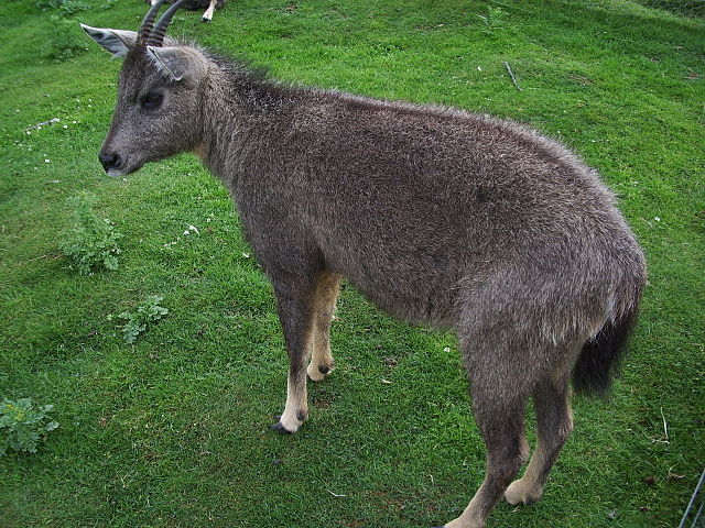 Goral