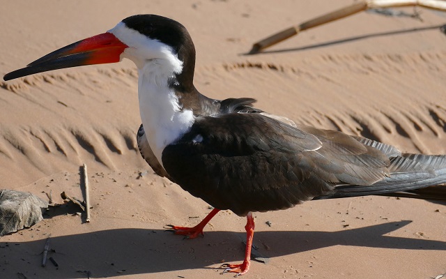 Indian Skimmer