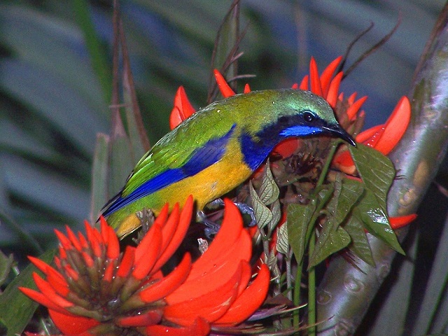 Orange-bellied Leafbirds