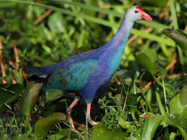 Purple Swamphen