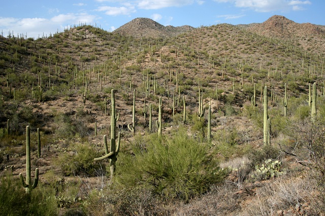 Best Places to Visit in October in the US: Fall Vacation Spots Saguaro National Park