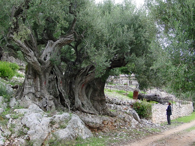 Ancient Olive Tree