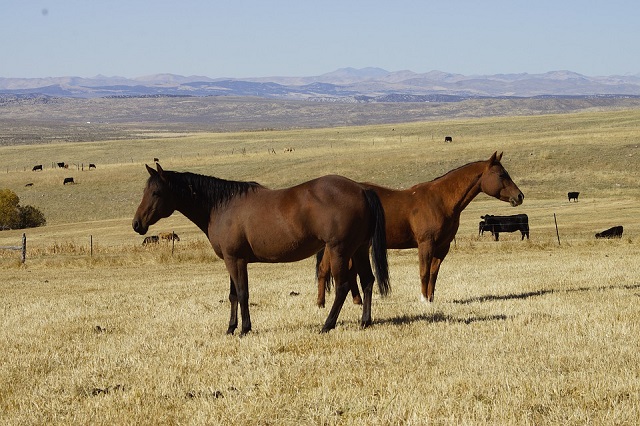 Horse Ranch