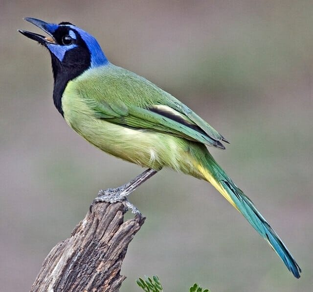 Green Jay bird in texas