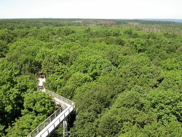 Hainich National Park, Thuringia, Germany