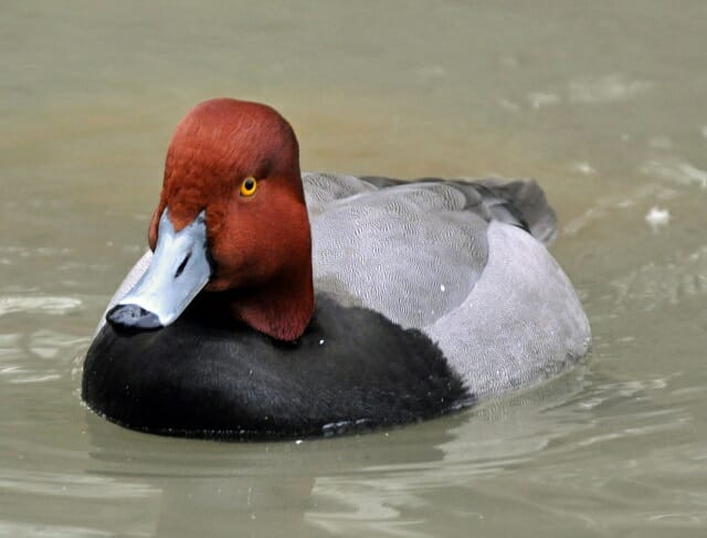 Redhead Duck