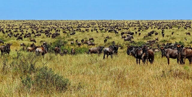migration of wildebeests