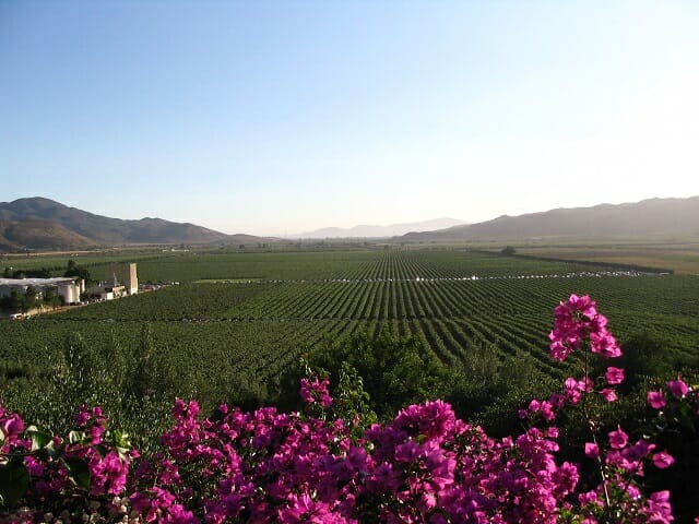 Valle de Guadalupe