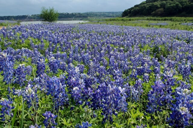 Bluebonnet Flower Festival