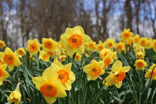 Daffodils Festival