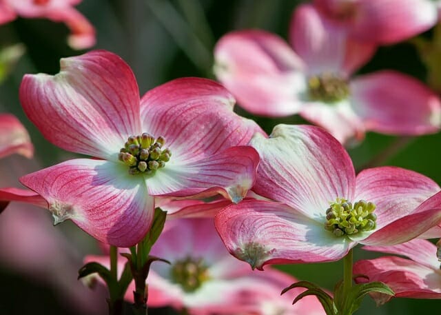 Dogwood Azalea flower festival