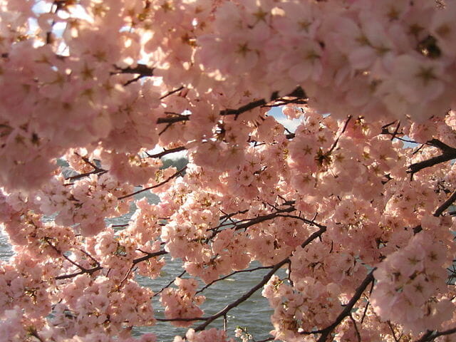 National Cherry Blossom Festival