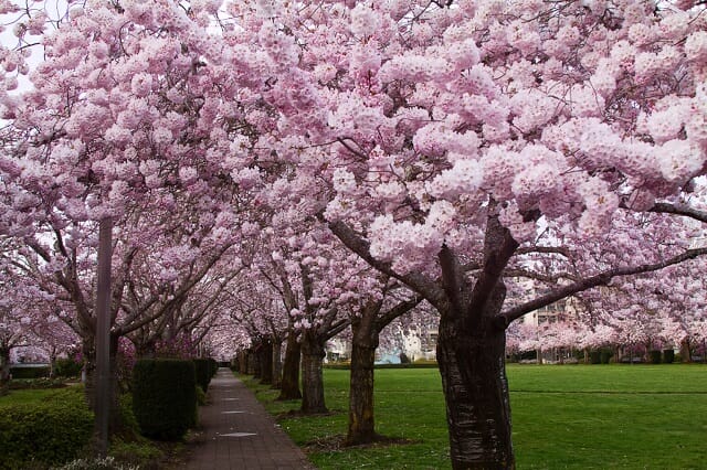 cherry blossom