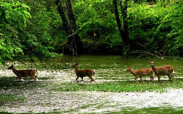 Eno River Banks