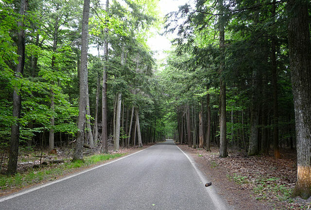 Harbor Springs Tree canopies