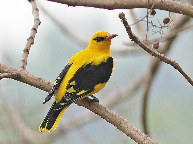 golden oriole