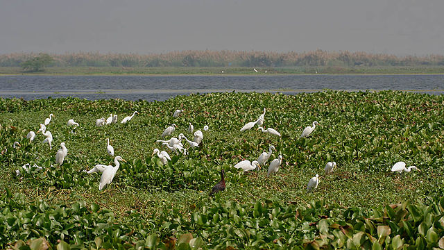 Kolleru Bird Sanctuary, Andhra
