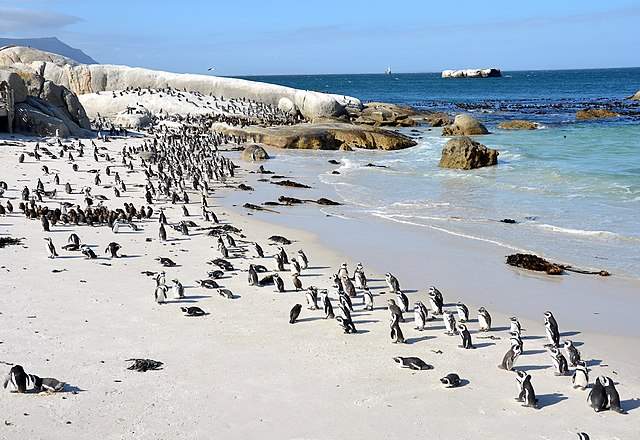 Boulders Beach (Penguins Beach)