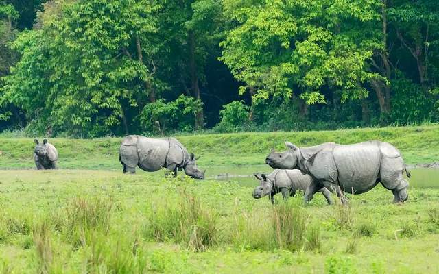 Kaziranga