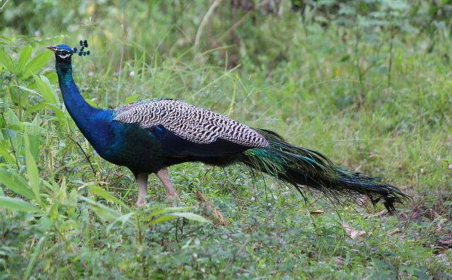 peacock