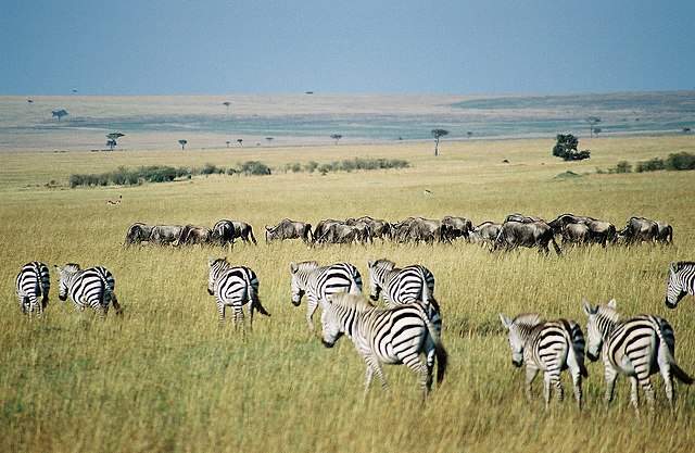 Maasai Mara