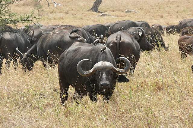african buffallos