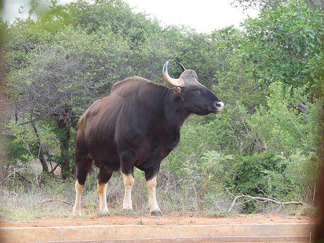 Kalakkad Bull