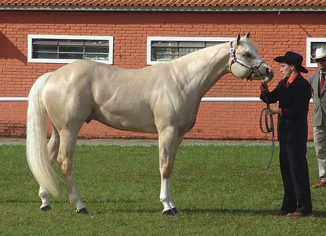 American Quanter Horse