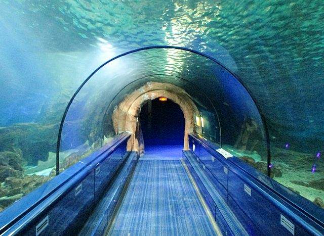 Shark Tunnel