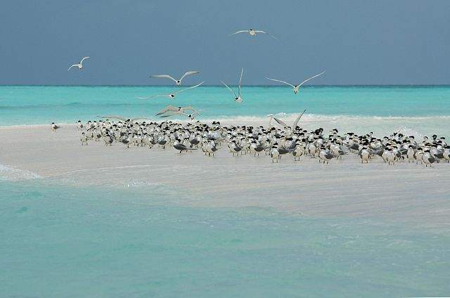 Tubbataha Reef Natural Park