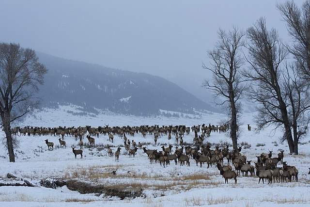 Jackson Hole