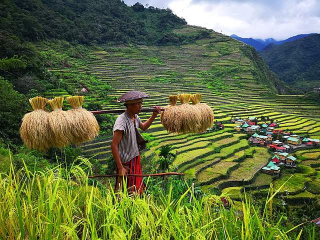 Banaue Rice Terraces, Ifugao