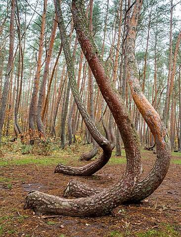 Crooked Forest, Poland