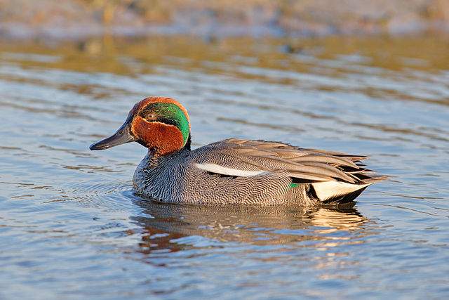 Common Teal