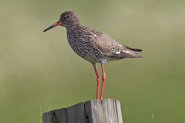 Migratory Birds to Spot in India Redshank