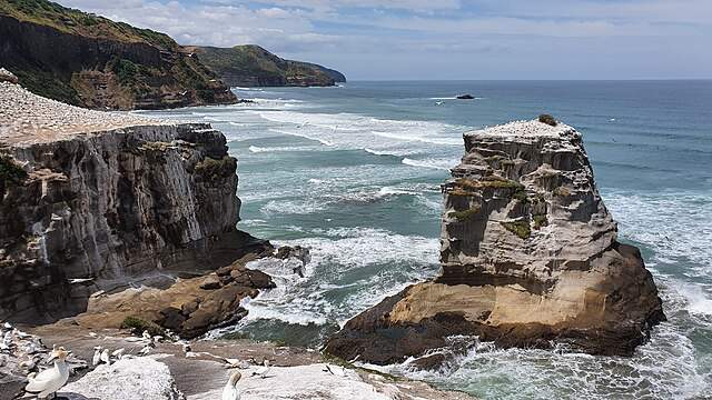 Muriwai Beach, Auckland, New Zealand